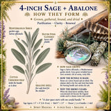 Kit de taches : sauge blanche (4 pouces) + coquille d'ormeau