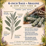 Kit de taches : sauge blanche (6 pouces) + coquille d'ormeau