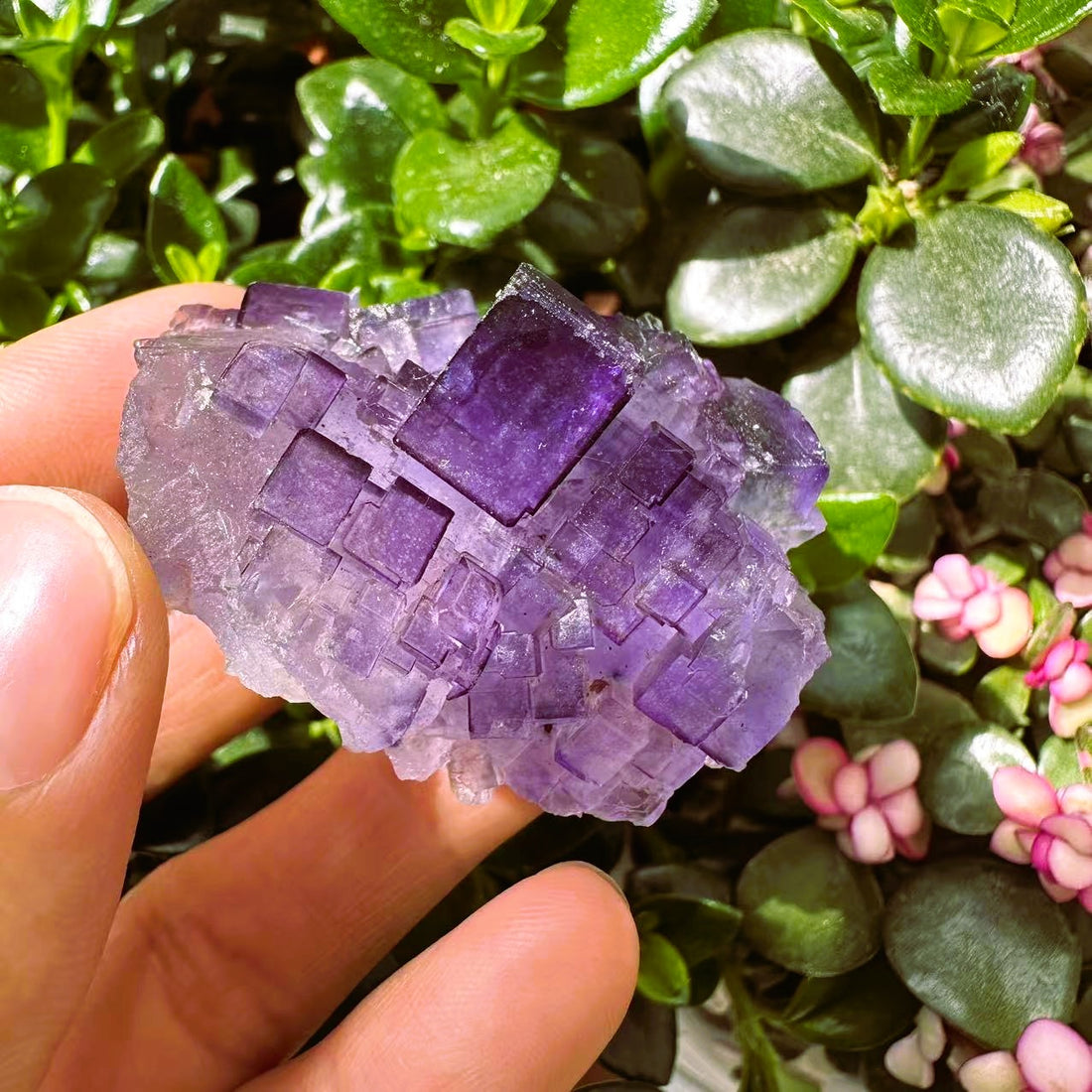 The purple fluorite freeform held between thumb and fingers over green leaves, covered in stacked violet cubic crystals