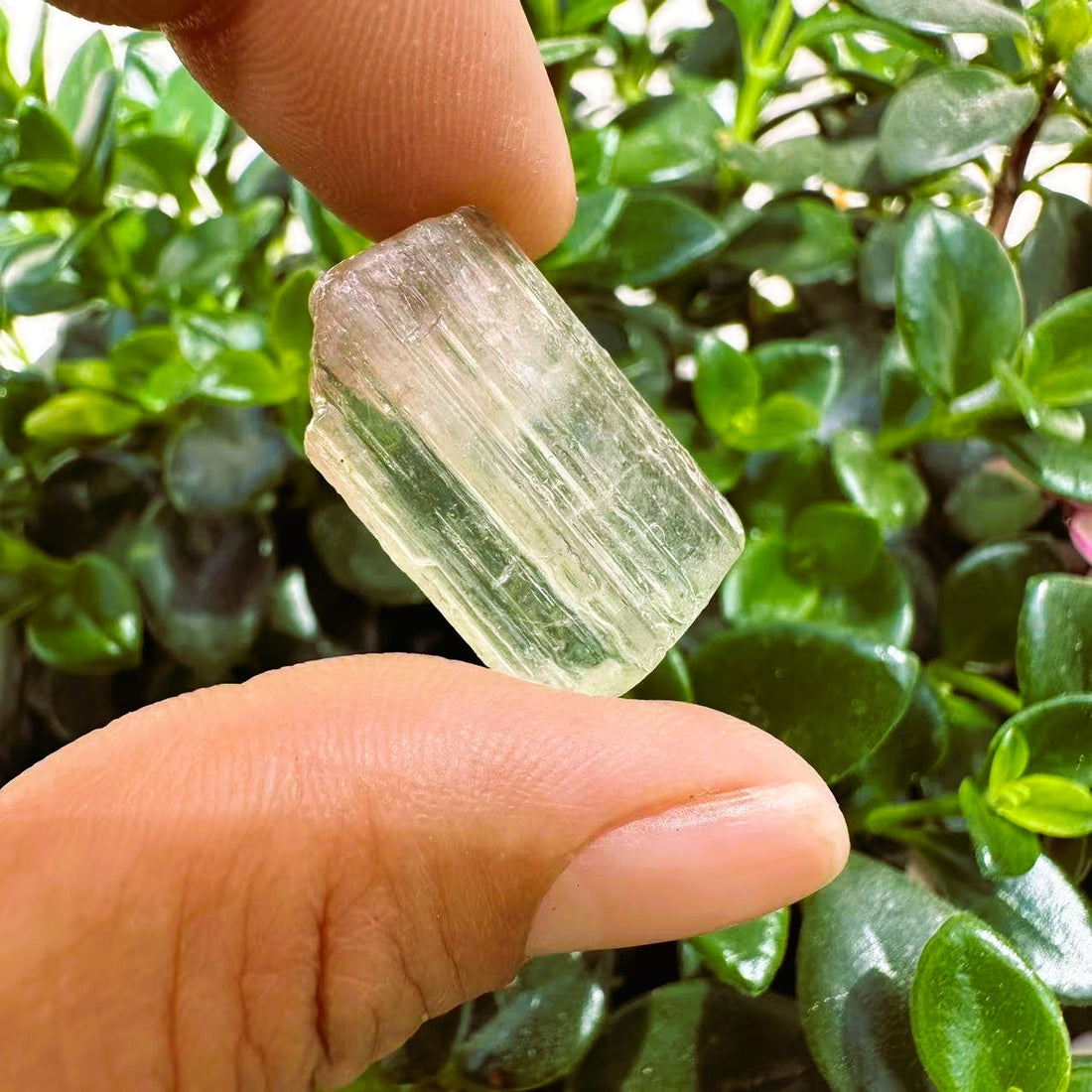 The tourmaline crystal held between finger and thumb against green leaves, clear to pale green with long striations and a soft pink blush at its tip