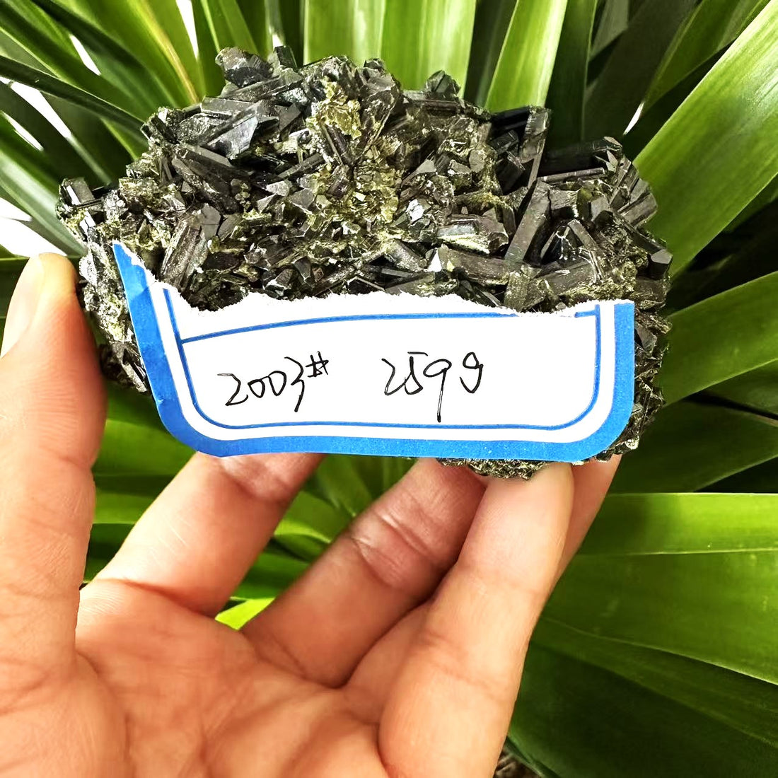 The green tourmaline specimen held in front of palm leaves with its handwritten tag reading 2003# 259g