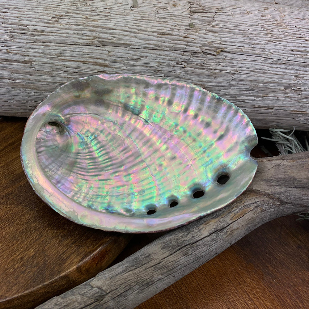 Inside of an abalone shell shimmering pink, green and silver, resting on driftwood