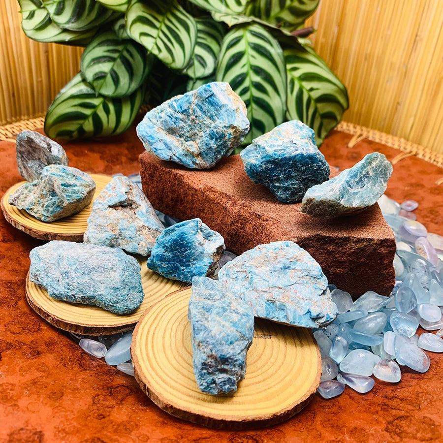 A selection of rough blue apatite pieces in electric blue to blue-green, arranged on wood slices and a red stone block