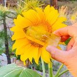 The Complete New-Age Mystic & Energy Healers Mastery Series