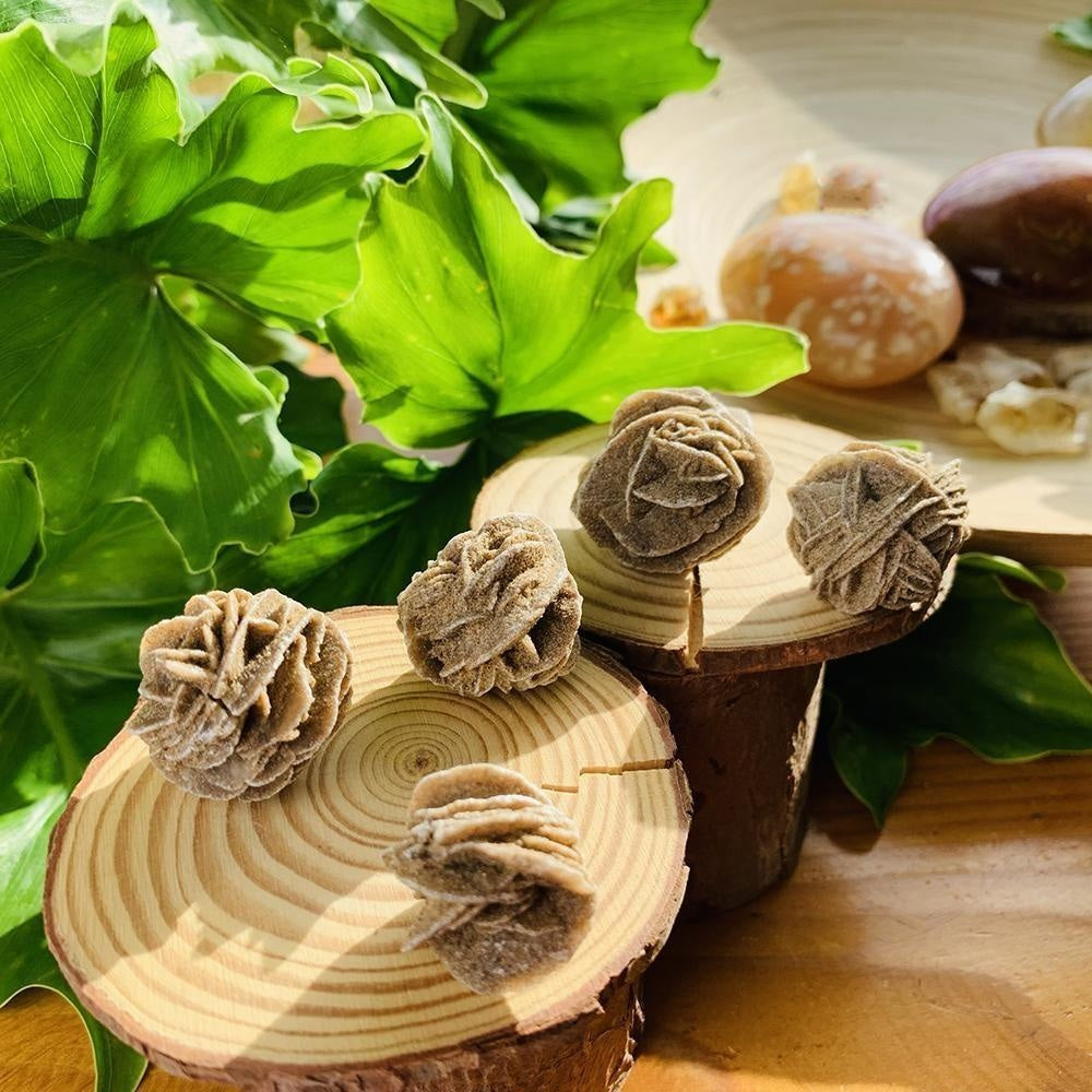 Several sandy desert rose specimens with layered petal-like blades resting on wooden rounds among green leaves