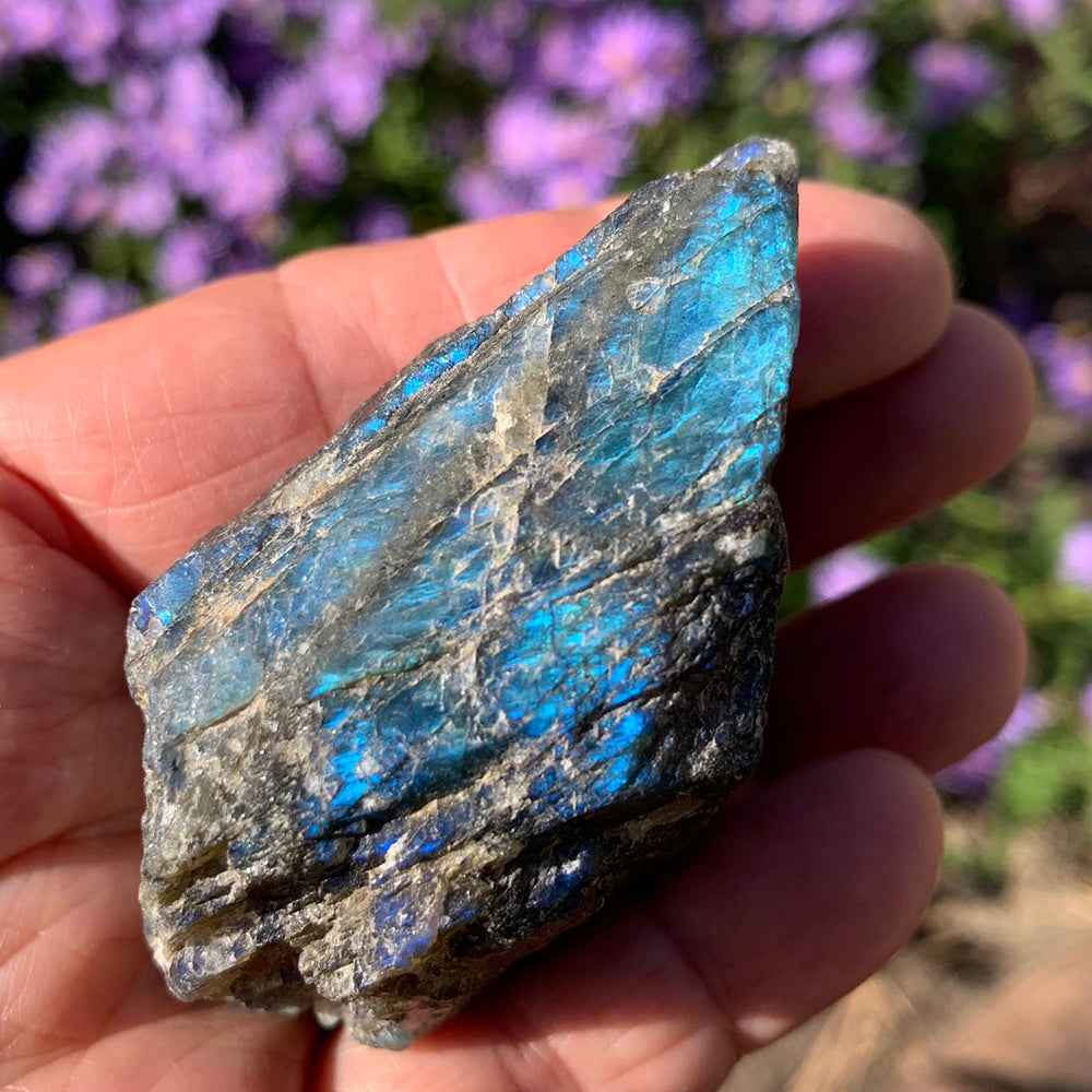 A rough piece of labradorite flashing electric blue, resting in an open palm in front of purple flowers