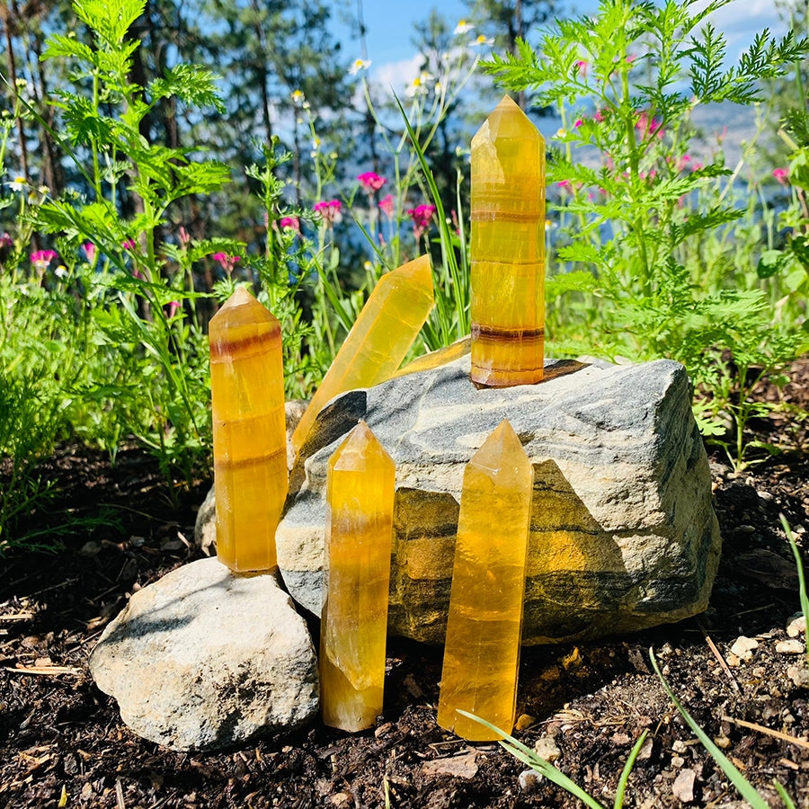 Polished golden fluorite points in translucent honey yellow with darker bands, standing among rocks and wildflowers