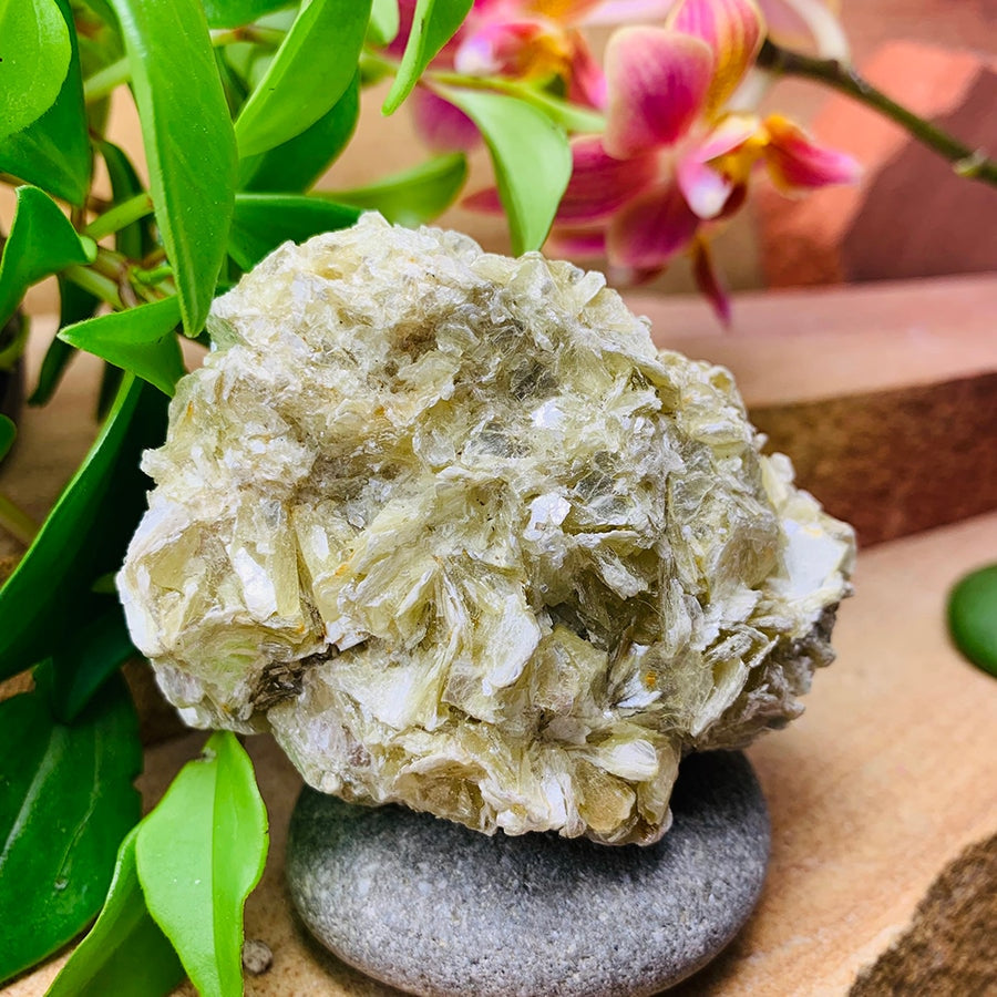 A golden mica cluster resting on a smooth grey stone beside orchids and green leaves