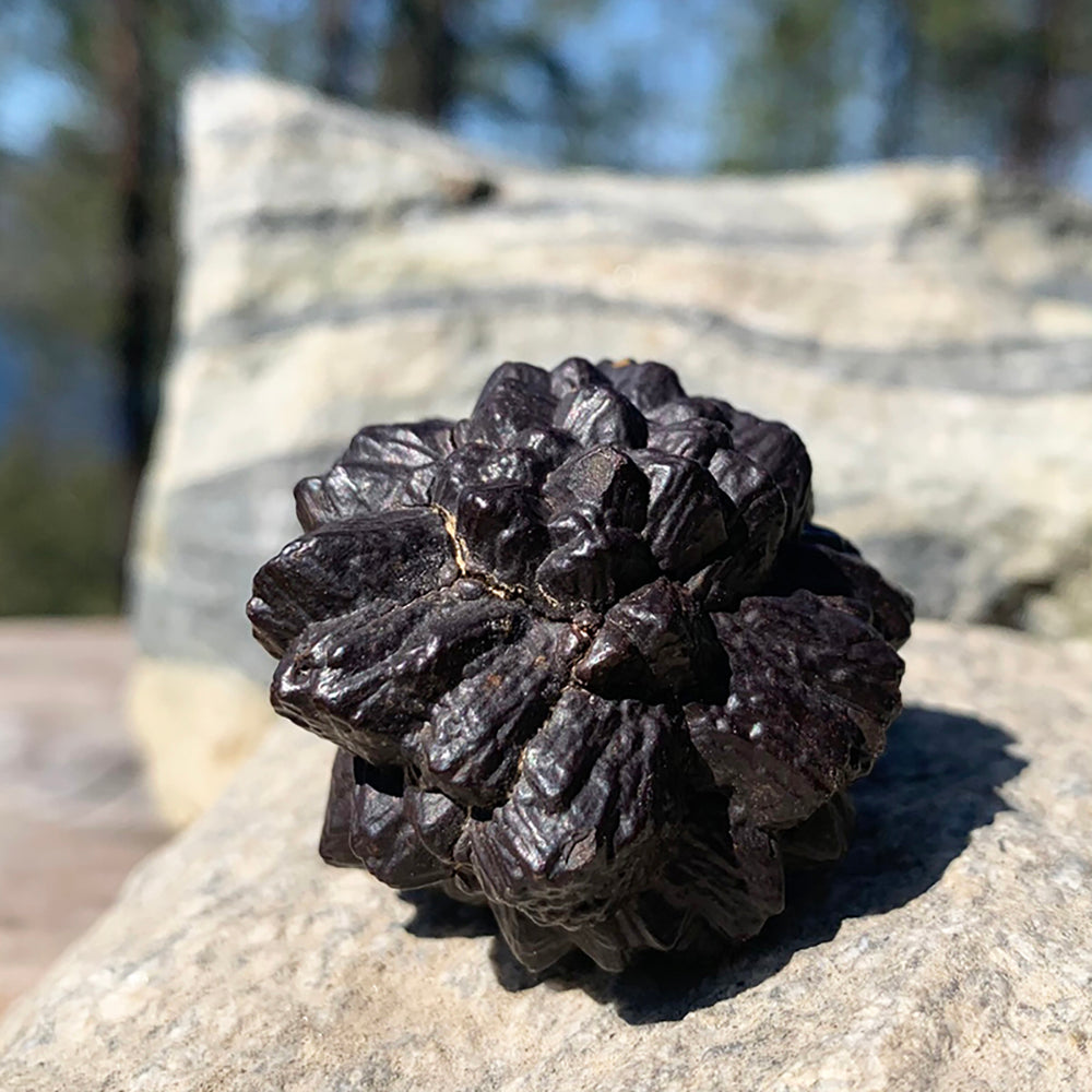 A dark brown Prophecy Stone with knobby, petal-like crystal shapes radiating in a starburst, resting on pale rock