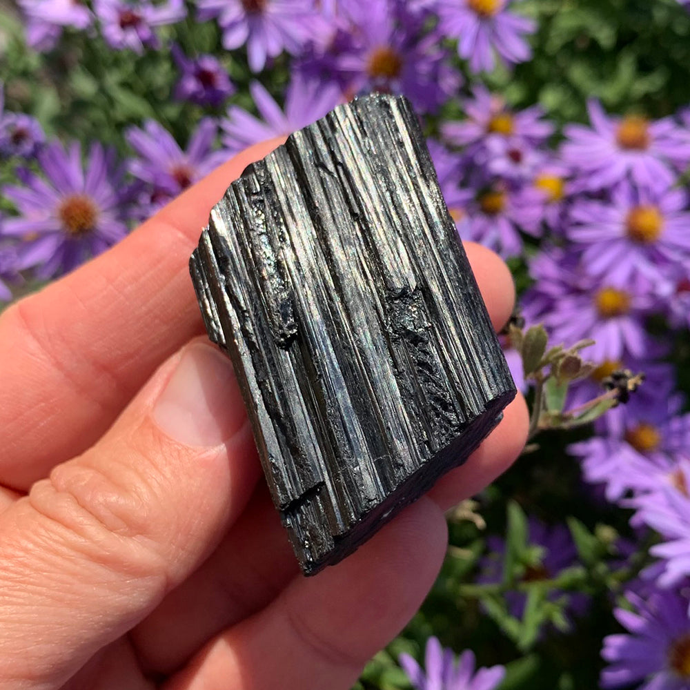 A rough black tourmaline chunk with deep vertical striations held between thumb and fingers in front of purple asters